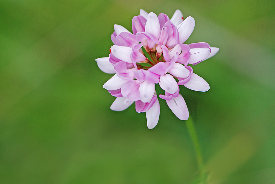 Securigera varia / Cornetta ginestrina